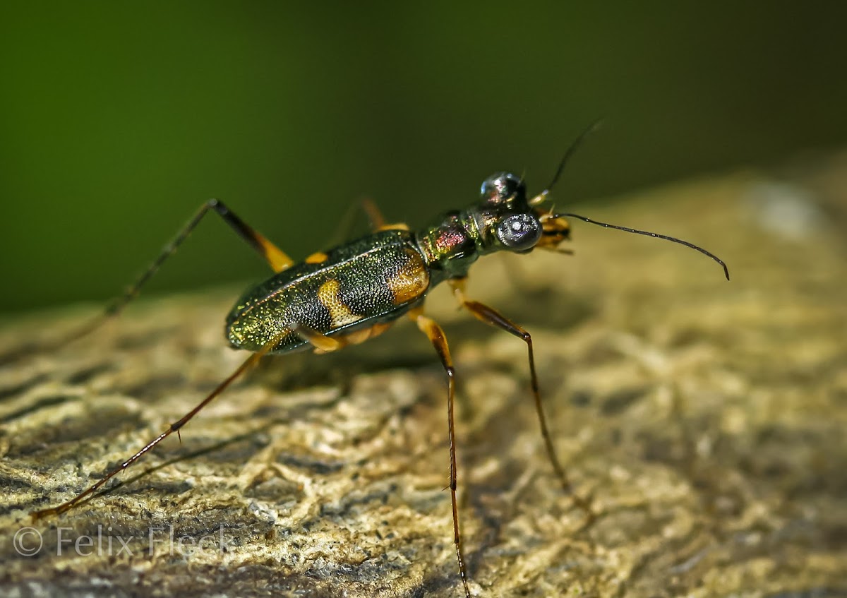 Tree Tiger Beetle