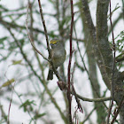 White-Eyed Vireo