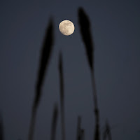 Hide moon di 