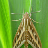 striped hawk-moth