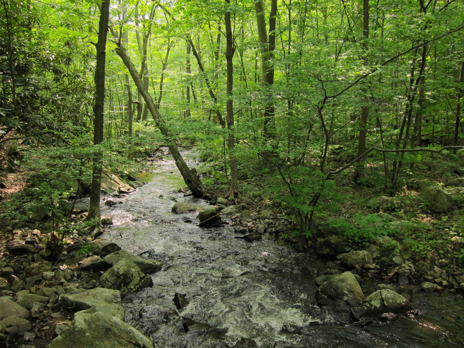 Norvin Green State Forest in