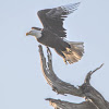 North American Bald Eagle