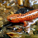 Northern Red Salamander