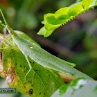 Smaller Longheaded Locust