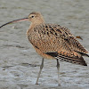 Long-billed curlew