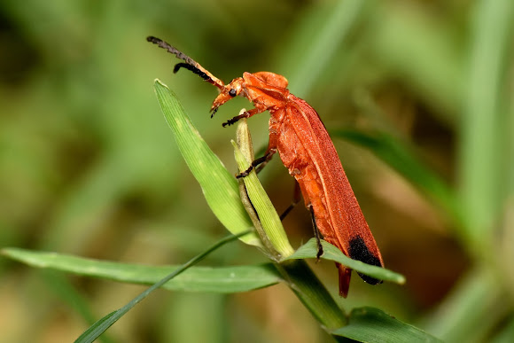 Net Winged Beetle Project Noah