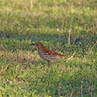 Brown Thrasher