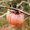 Persimmon