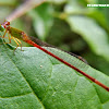 Orange-tailed Sprite.