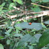 Polished Ladybug