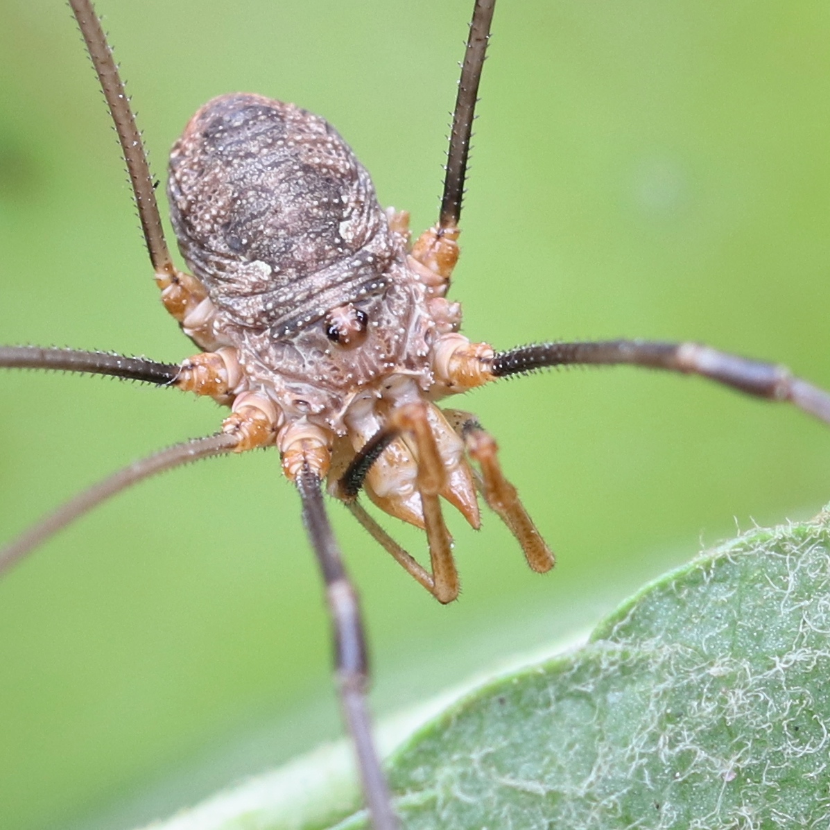 spring harvestman