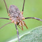 spring harvestman