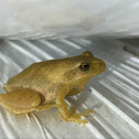 spring peeper