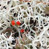 Cladonia sp.