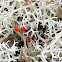 Cladonia sp.