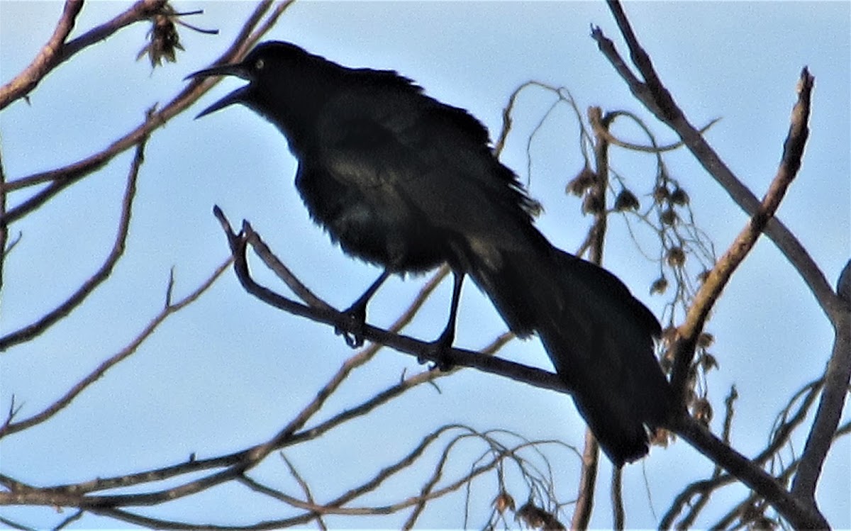 Great tailed Grackle