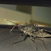 Wheel bug