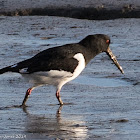 Oystercatcher