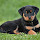 Rottweiler Cute Dogs Wallpapers HD Theme