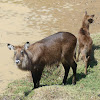 Mountain Waterbuck