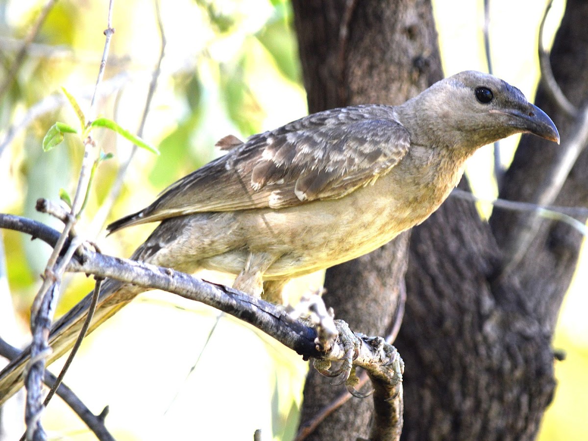 Great Bowerbird