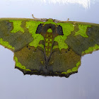 Agathia Moth