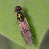 soldier flies