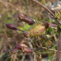 Bluecurls Moth Galls