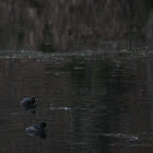 little grebe