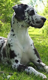 Great Danes Jigsaw Puzzle Screenshots 4