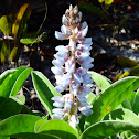 Sky Blue Lupine