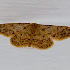 Moth