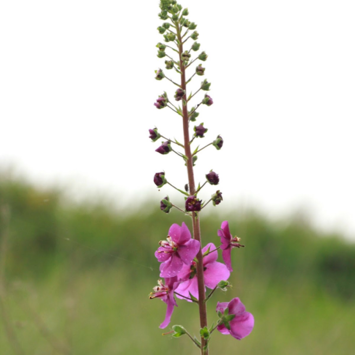 Verbascum phoeniceum (L.)