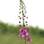 Verbascum phoeniceum (L.)