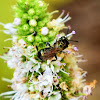 Small carpenter bee