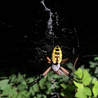 Black-and-Yellow Argiope