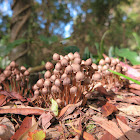 Fairy Bonnets (aka Fairy Inkcaps)