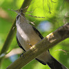 Tropical Mockingbird