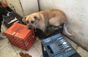 The dogs were kept in an outside building 'mangy and neglected'.