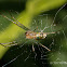 orchard spider