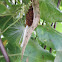 Pearl Milkweed Vine