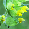 Yellow rattle