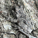 Cope's Gray Tree Frog