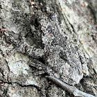 Cope's Gray Tree Frog