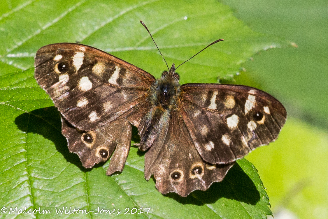 Speckled Wood