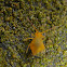 Globular Springtail