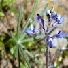 Dove lupine