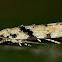 Stripe-backed Moth