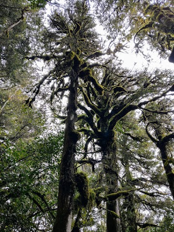 mossy forest