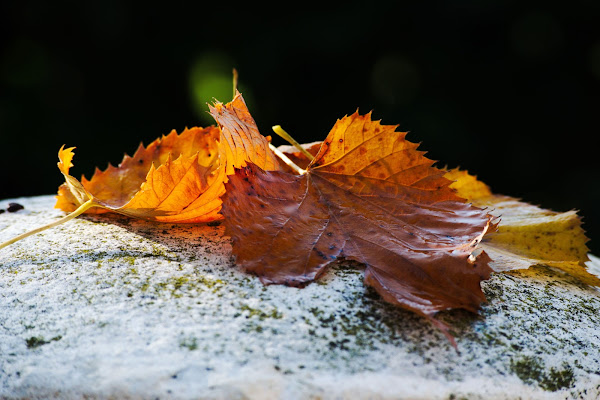 Rinascita autunnale di Bobp